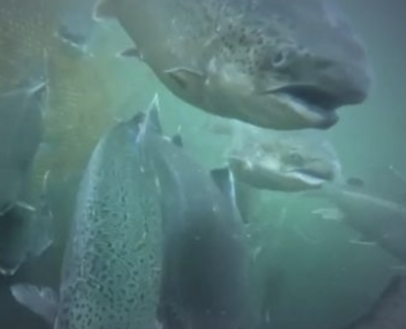 OXZO en “Agua Viva”: El rol del oxígeno en una acuicultura más sostenible